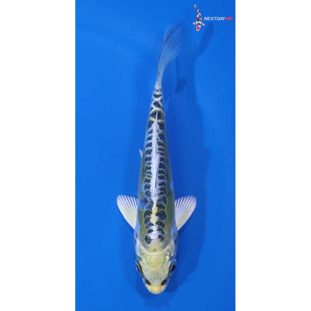 4” Imported Doitsu Kujaku