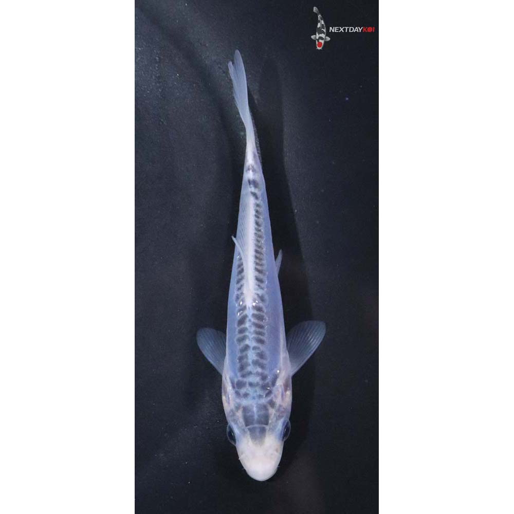 4” Imported Shusui