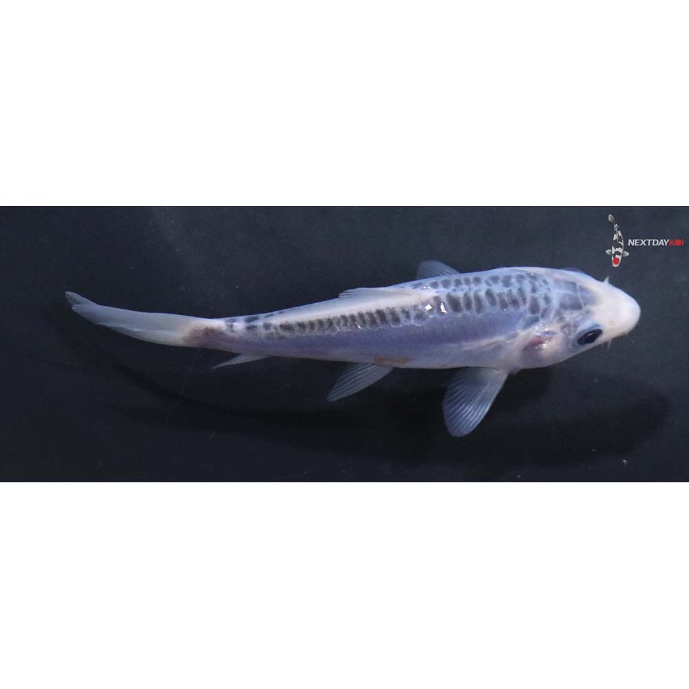 4” Imported Shusui