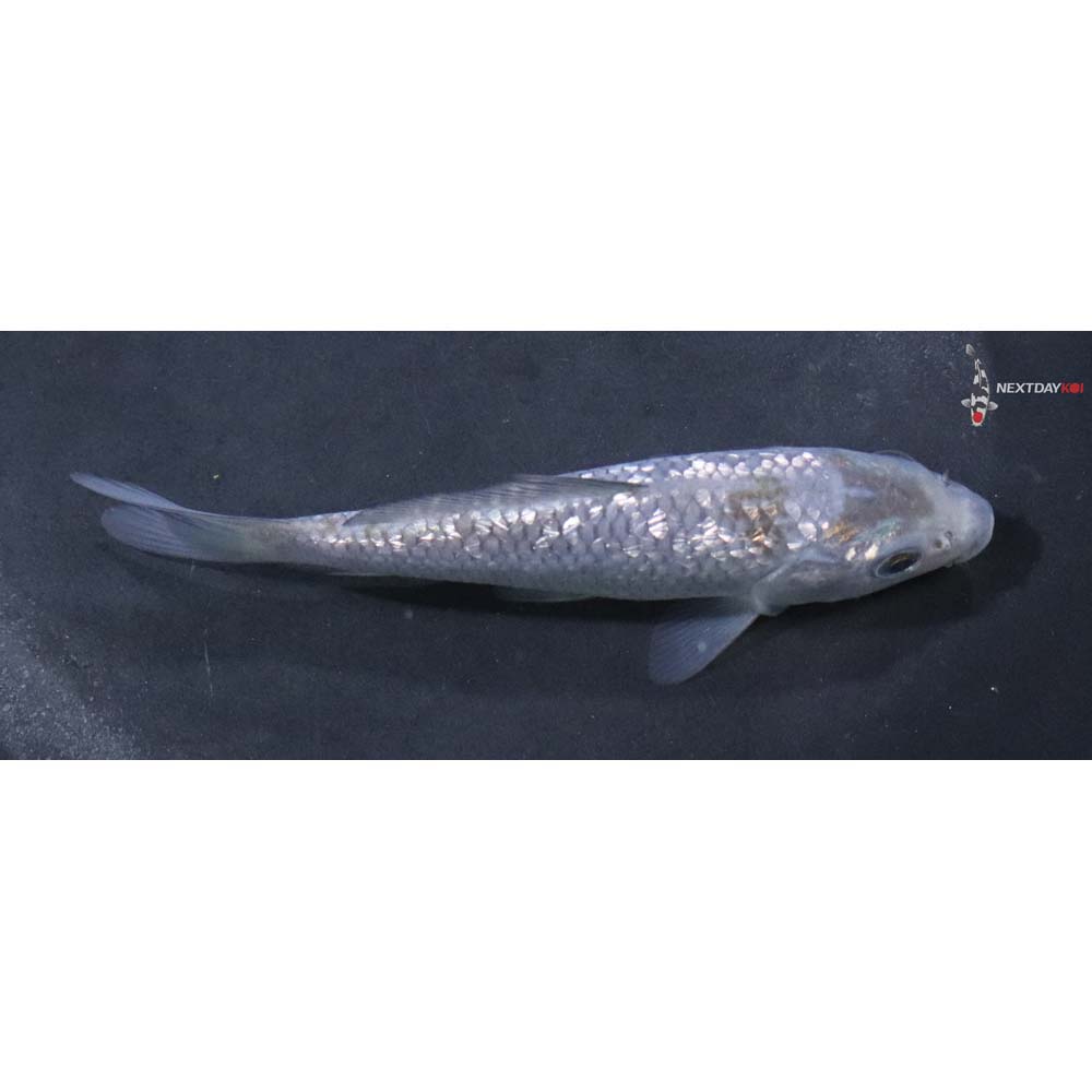 4.5” Imported Gin Rin Ochiba Shigure