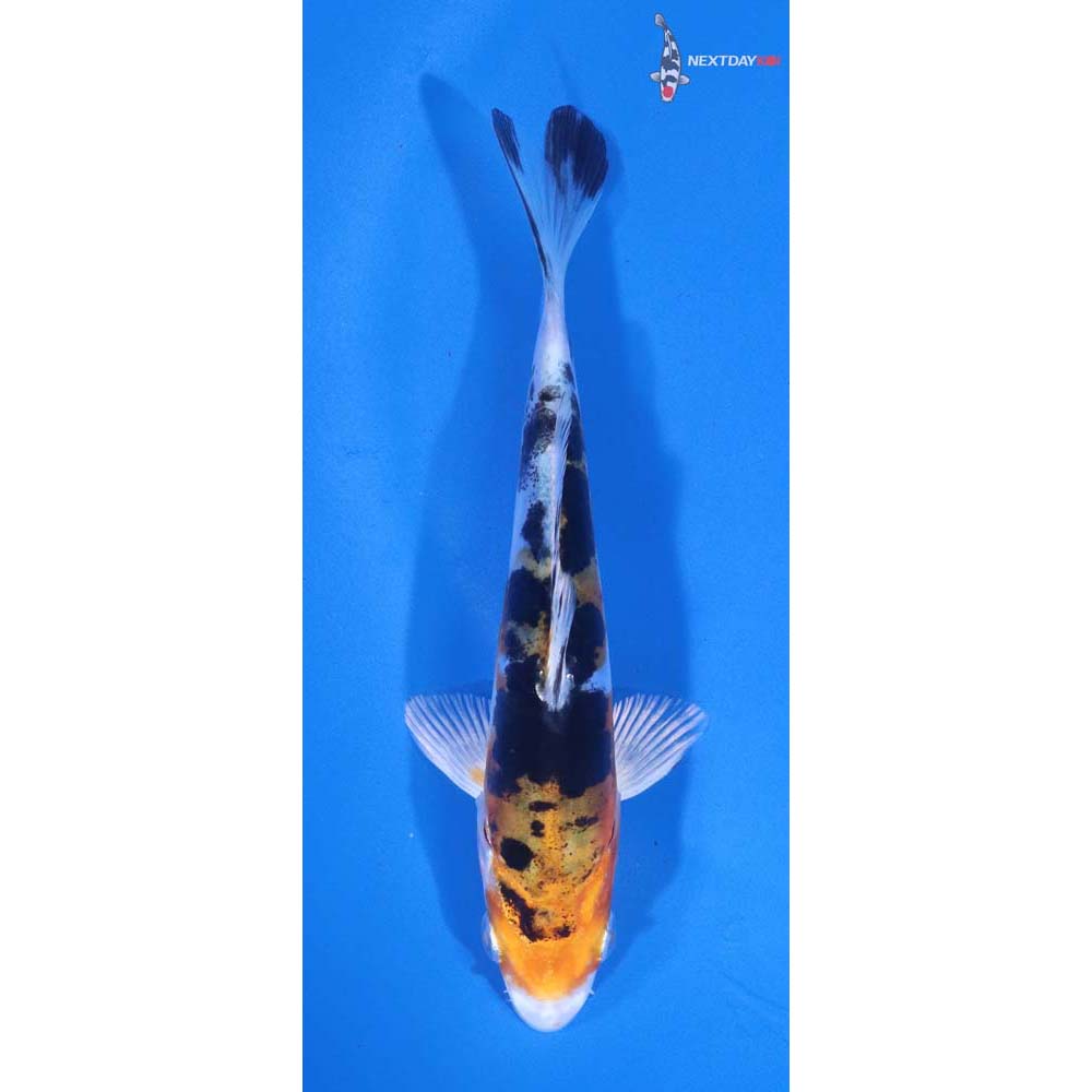4.5” Imported Heisei Nishiki