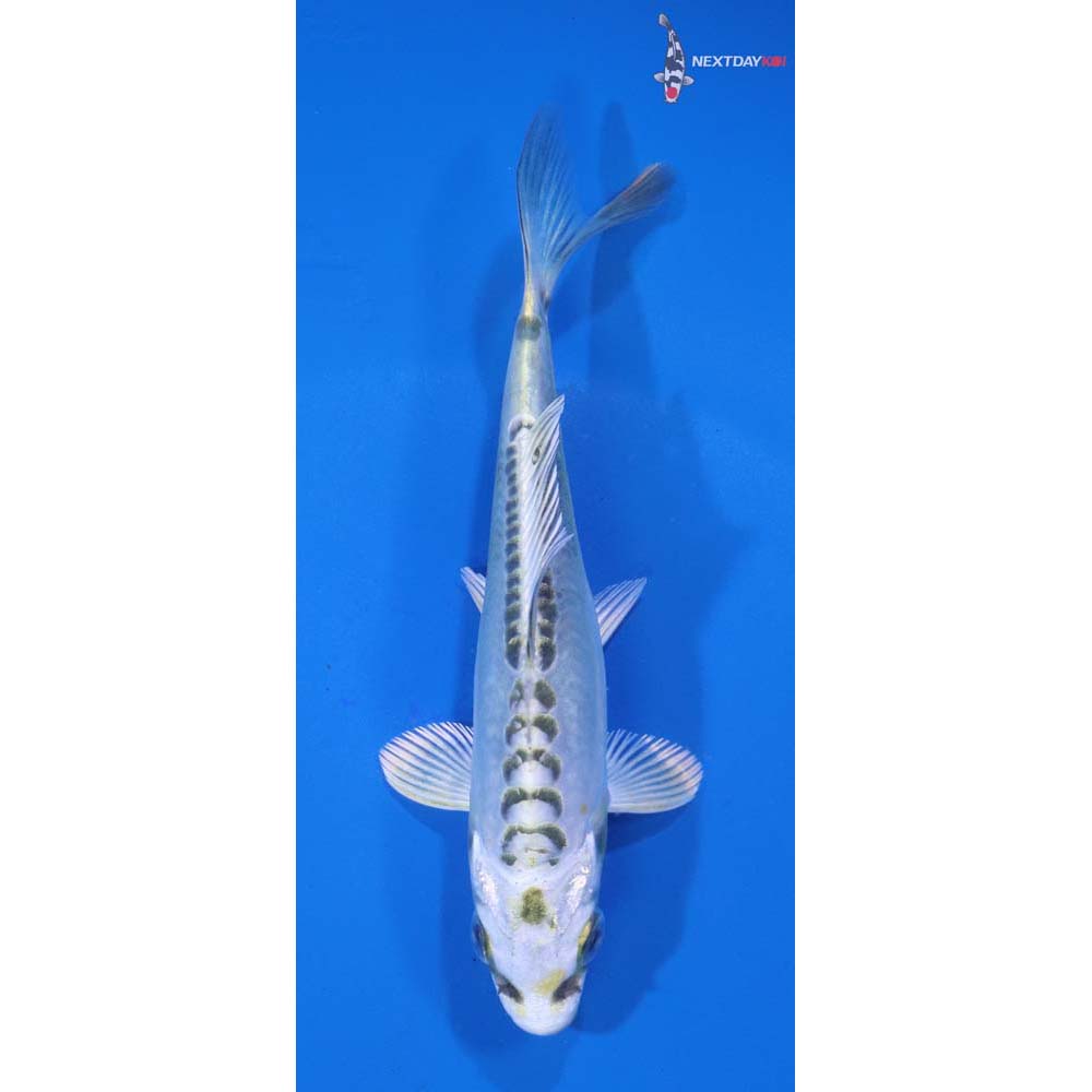 4.5” Imported Doitsu Kujaku