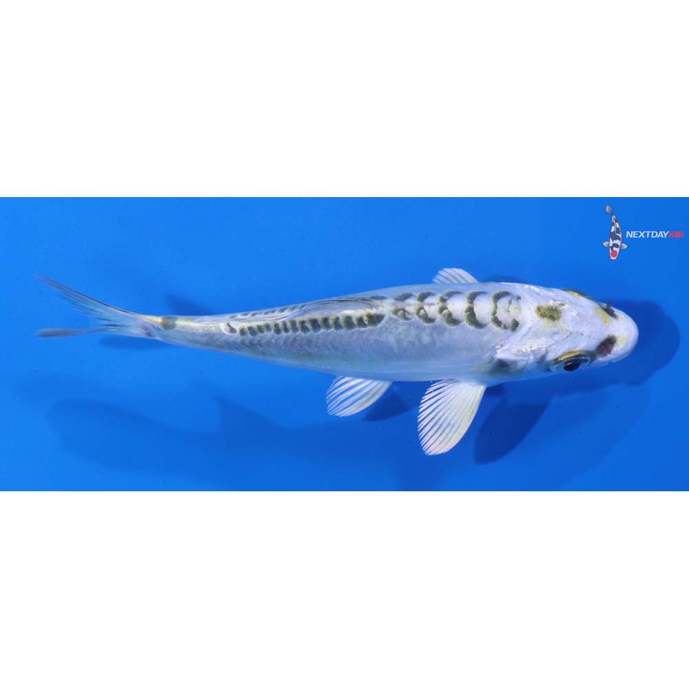 4.5” Imported Doitsu Kujaku