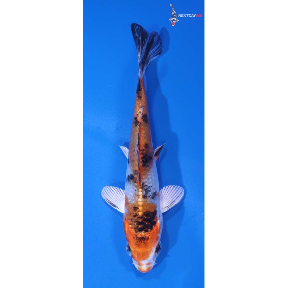 5” Imported Yamato Nishiki
