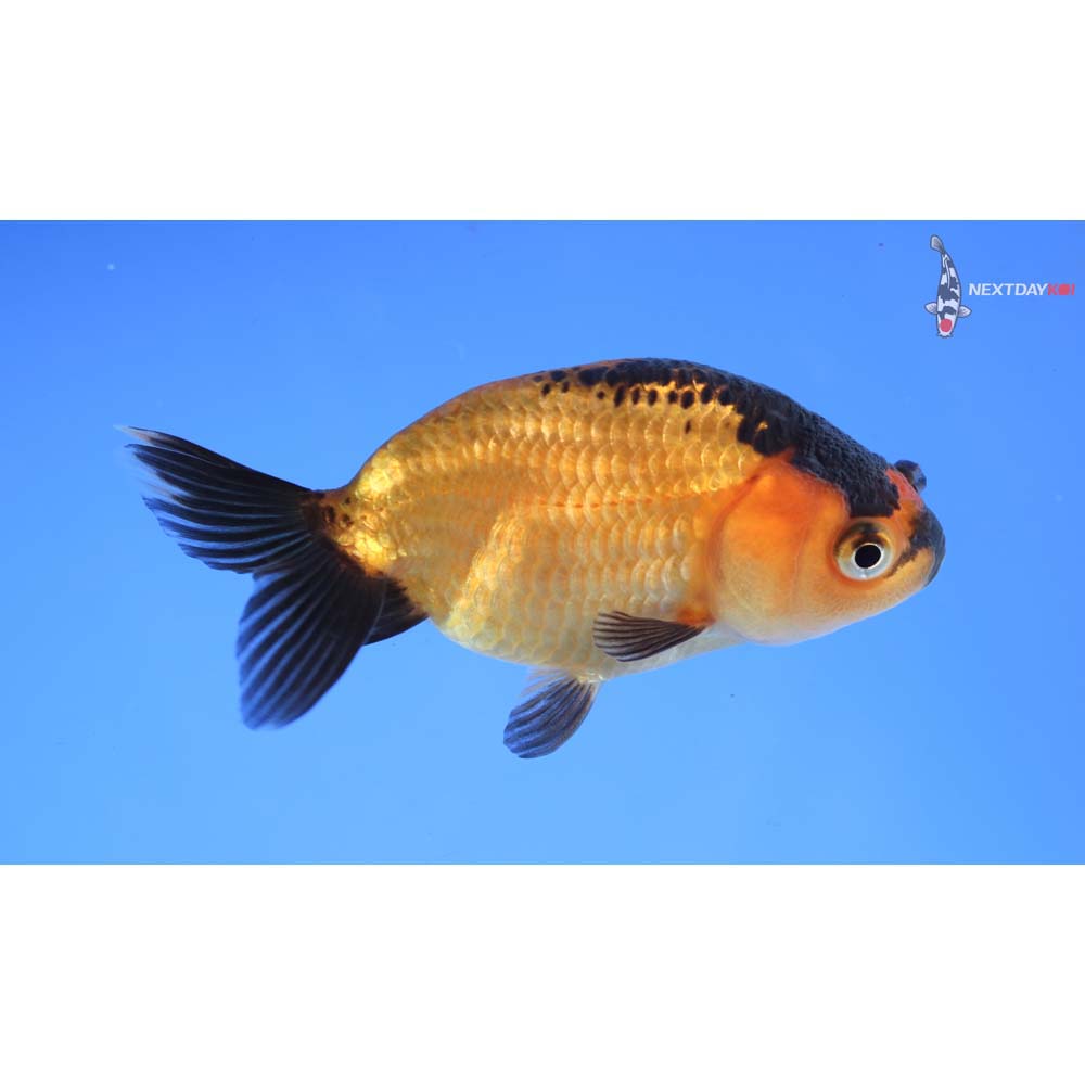 3” Imported Red and Black Ranchu