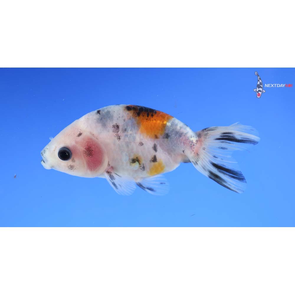 3” Imported Calico Ranchu