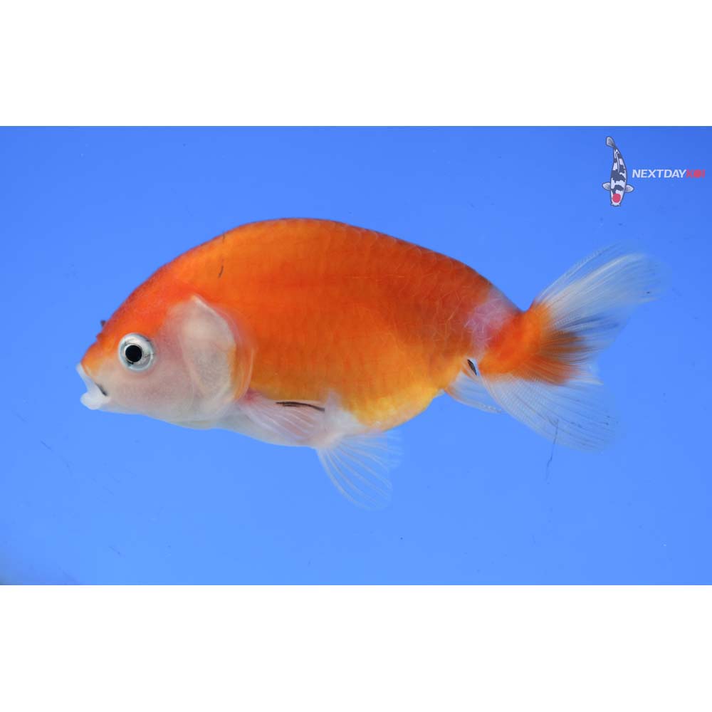 3.5” Imported Red and White Ranchu 