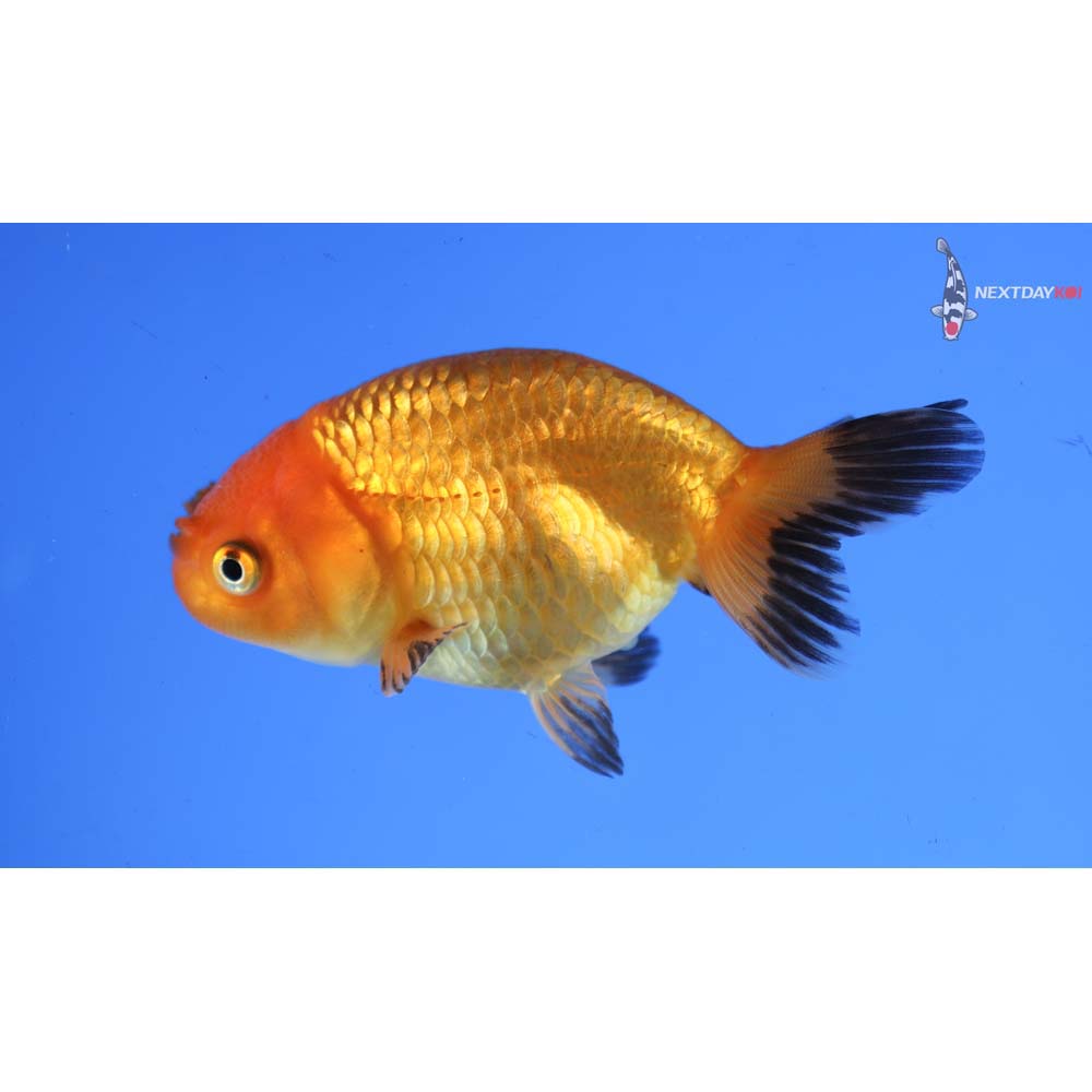 3.5” Imported Red and Black Ranchu