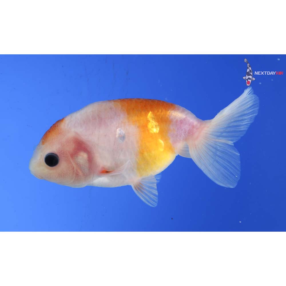 3.5” Imported Red and White Ranchu 