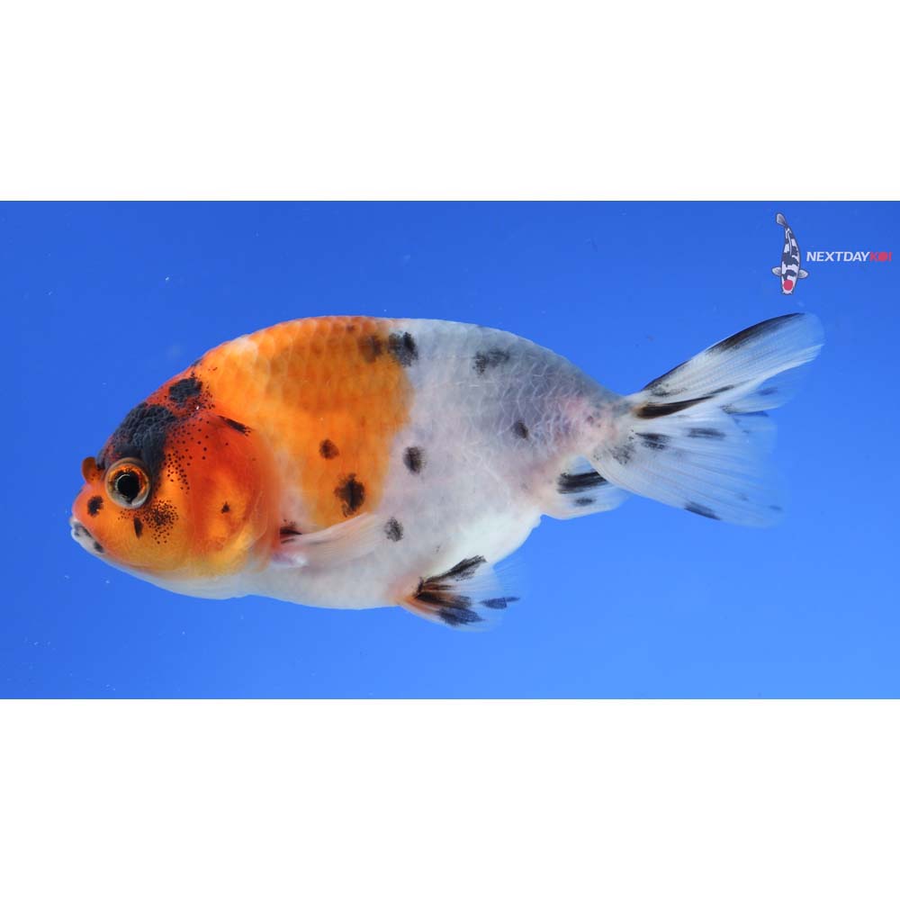 3.5” Imported Calico Ranchu