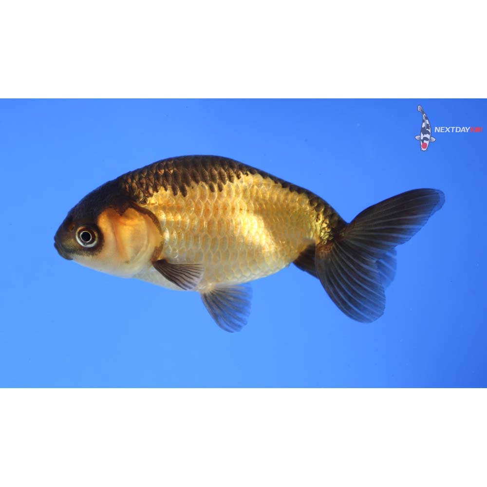 3.5” Imported Red and Black Ranchu