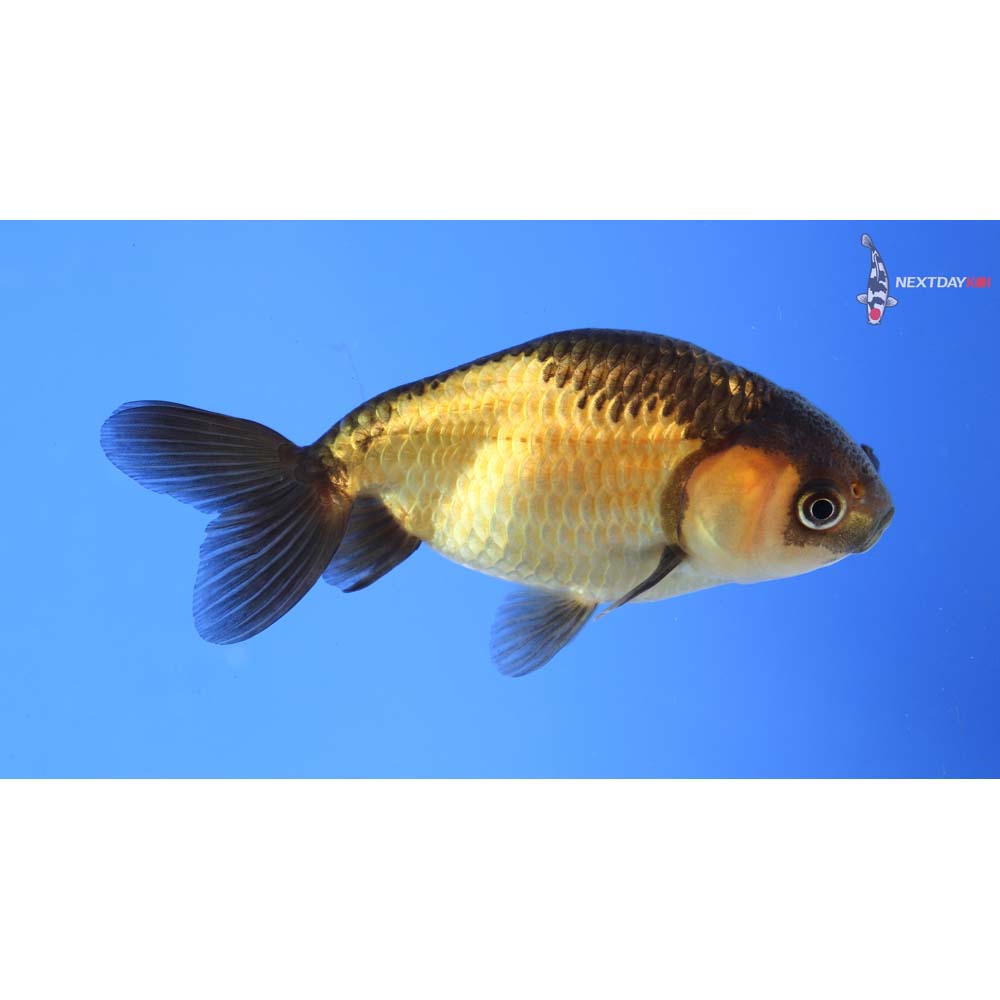 3.5” Imported Red and Black Ranchu