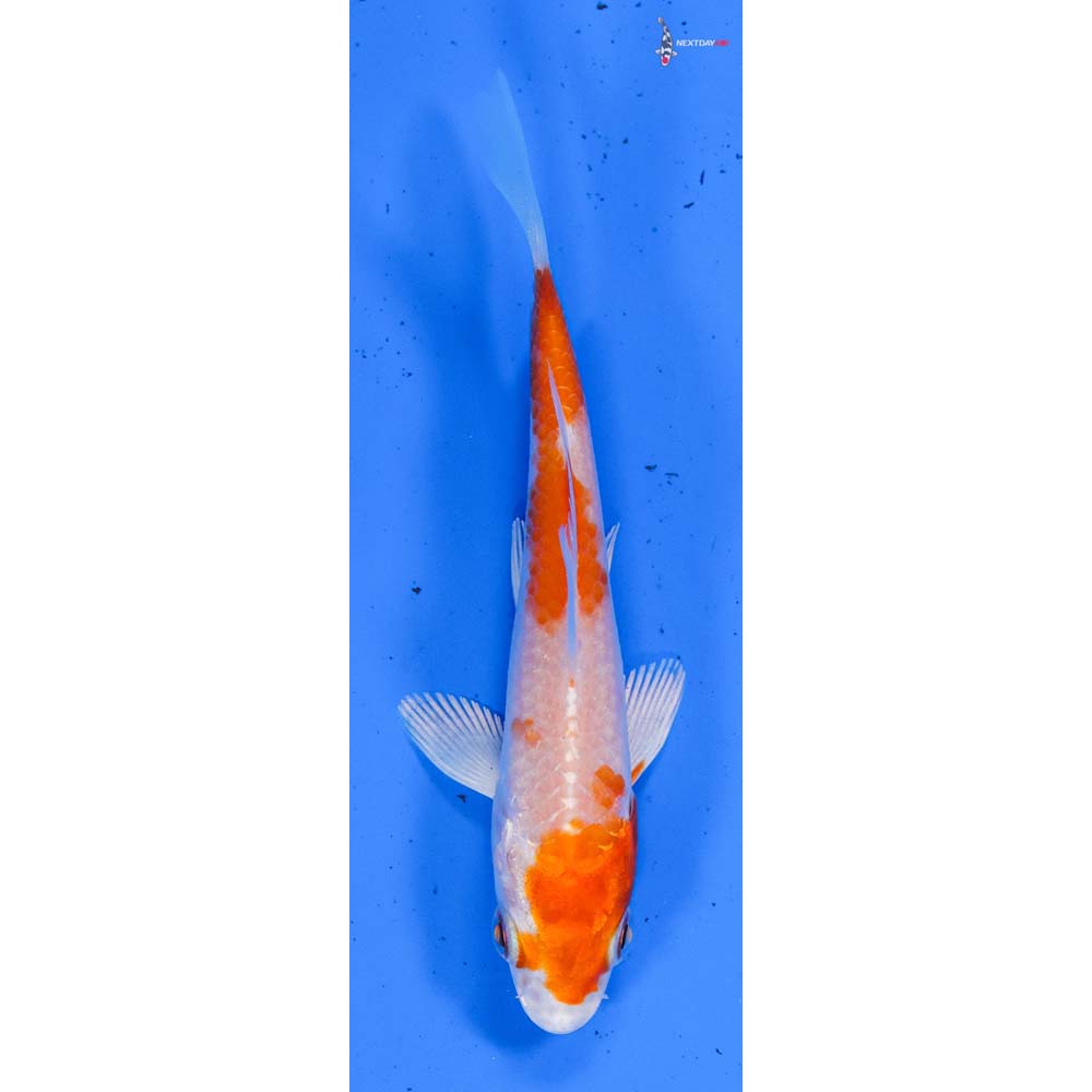 3” Imported Hariwake