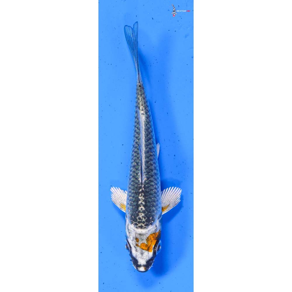 3” Imported Kujaku