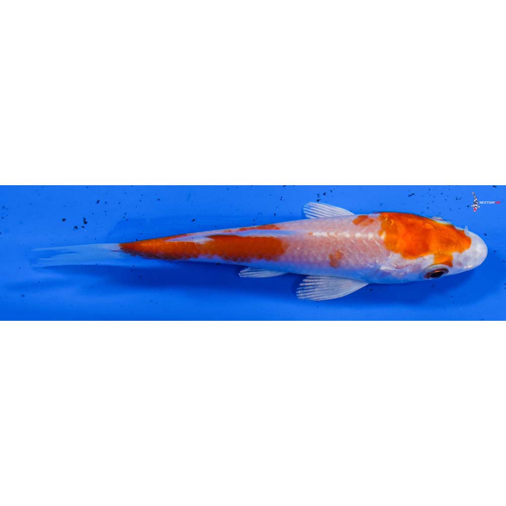 3” Imported Hariwake