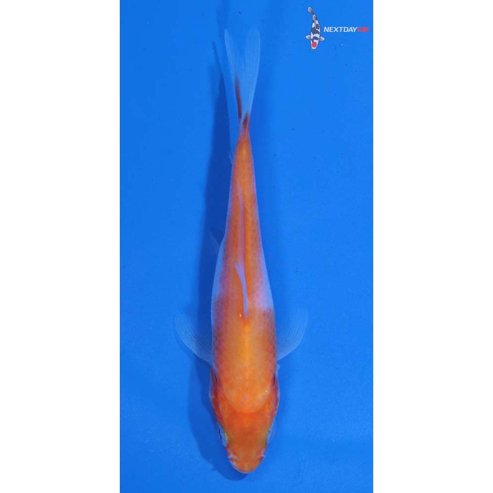 3.5” Imported Kohaku