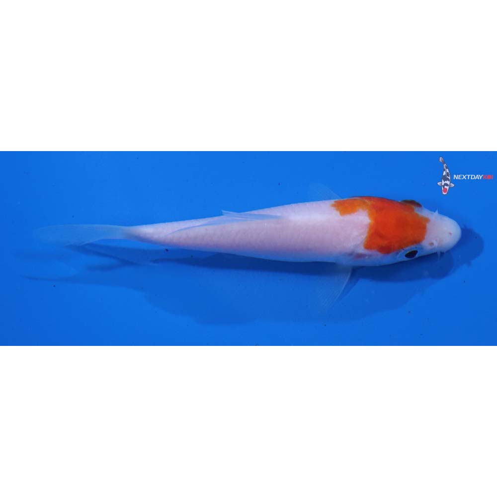 3” Imported Kohaku