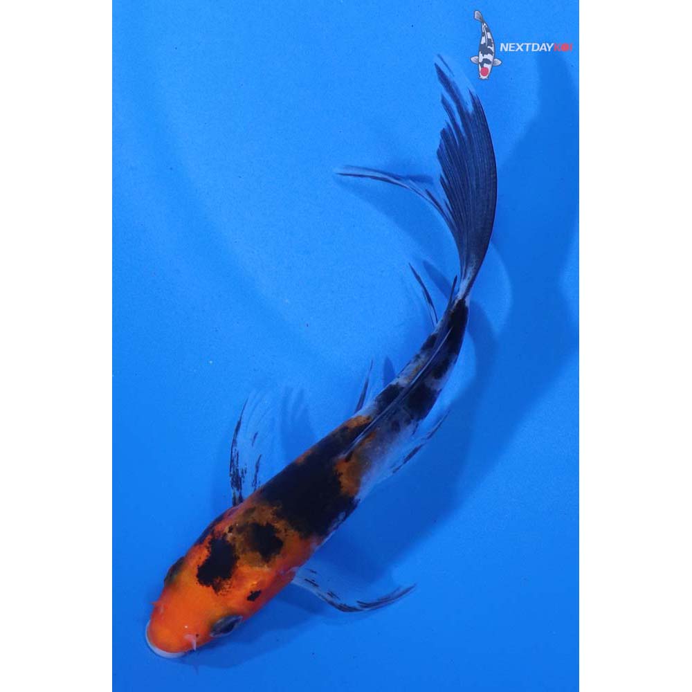 4” Imported Sanke Butterfly Koi