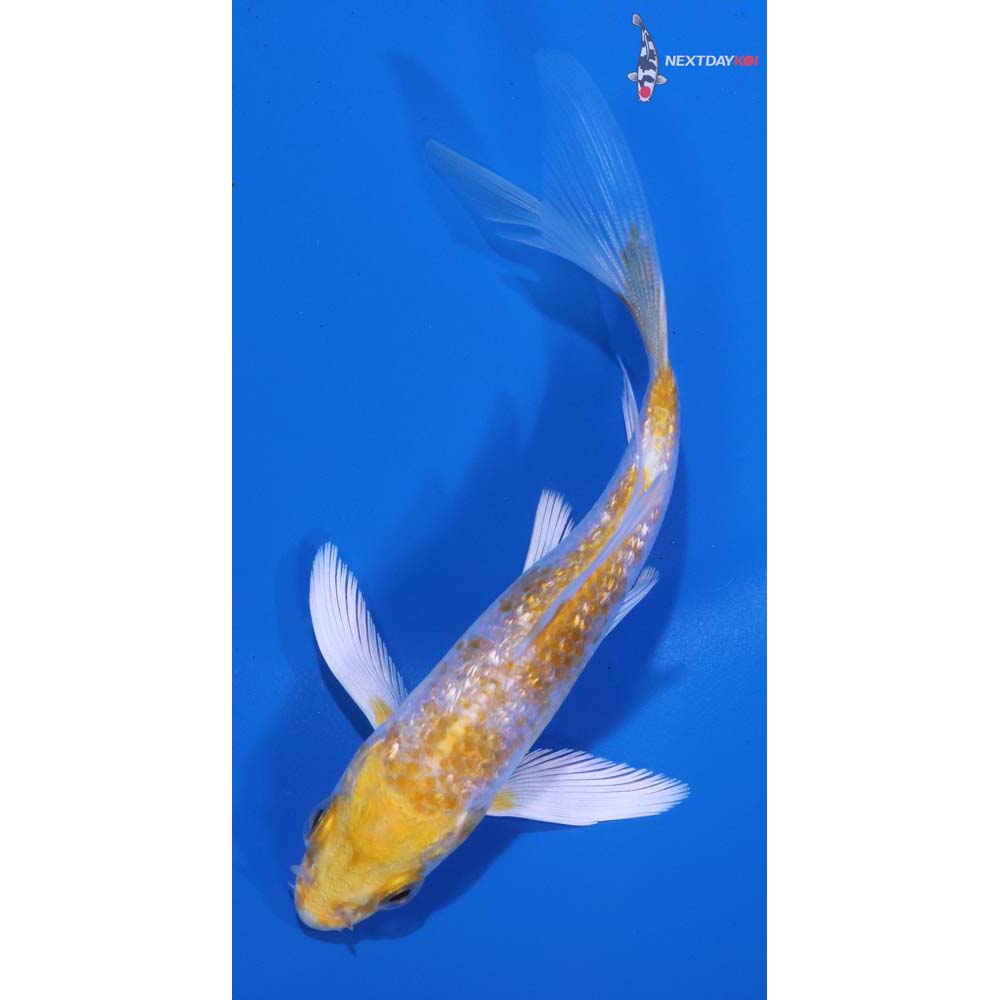 4” Imported Gin Rin Lemon Hariwake Butterfly Koi