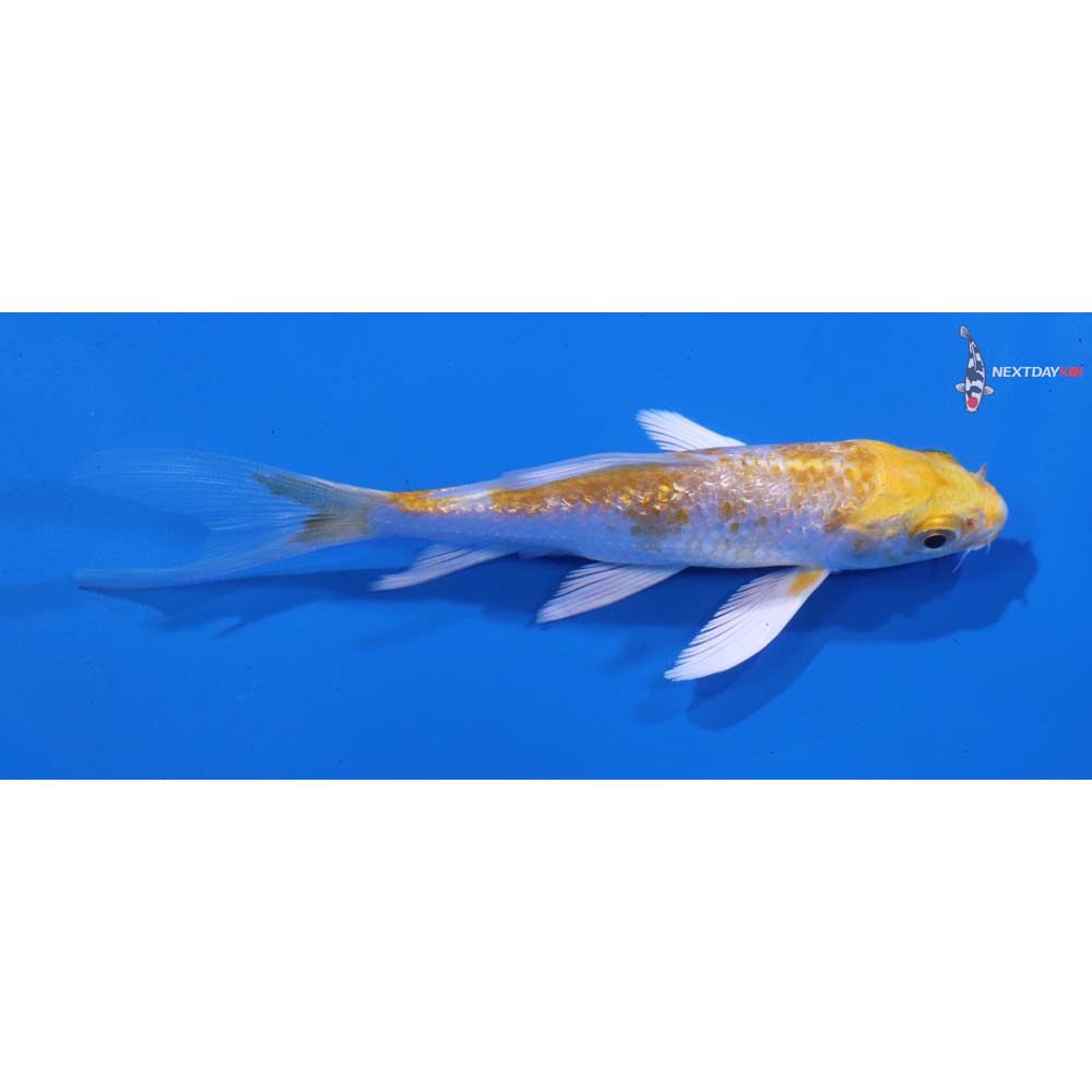 4” Imported Gin Rin Lemon Hariwake Butterfly Koi
