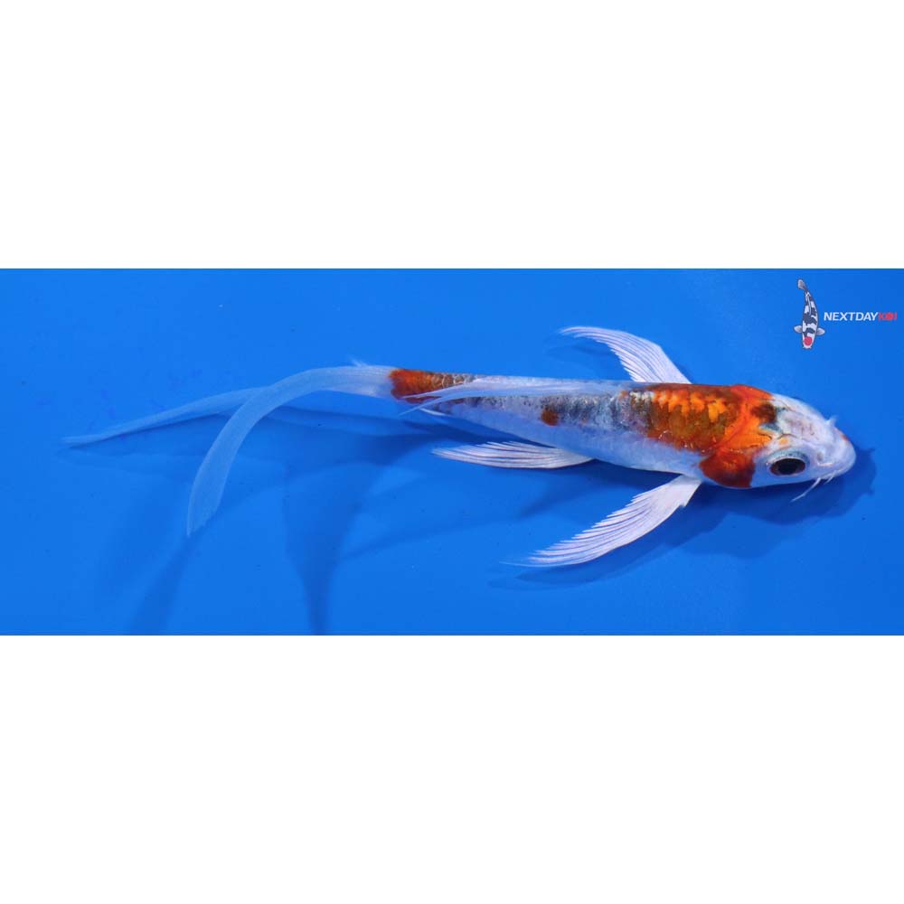 4” Imported Heisei Nishiki Butterfly Koi