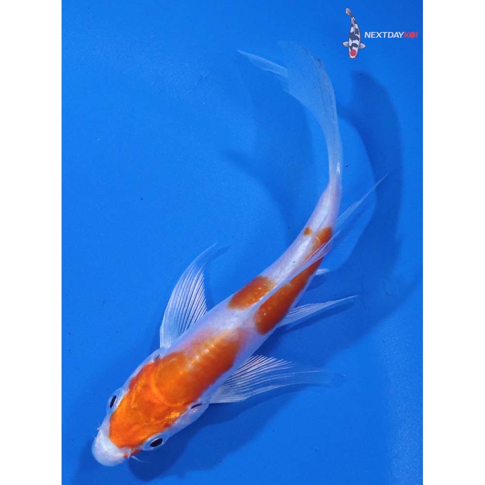4” Imported Kikusui Butterfly Koi