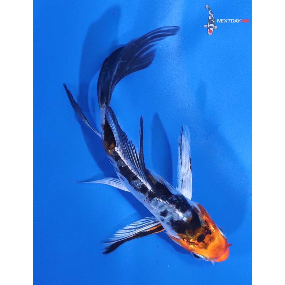 4.5” Imported Armor Scaled Yamato Nishiki Butterfly Koi