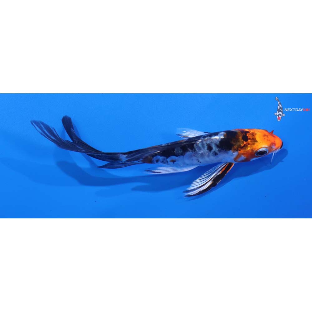 4.5” Imported Armor Scaled Yamato Nishiki Butterfly Koi
