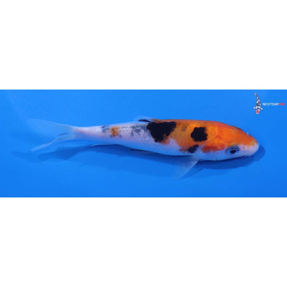 4” Imported Sanke