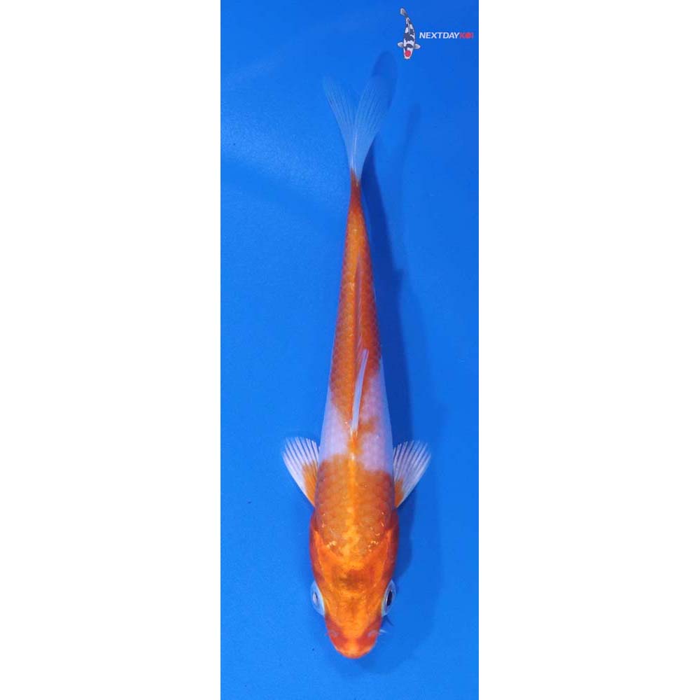 4” Imported Hariwake