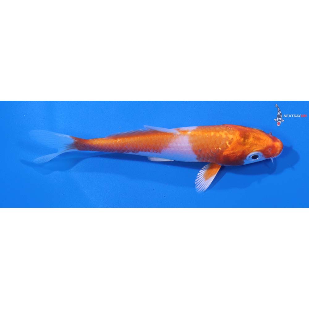 4” Imported Hariwake