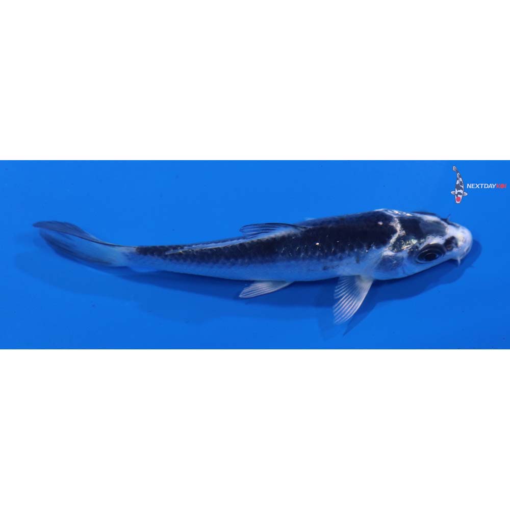 3.5” Imported Gin Matsuba