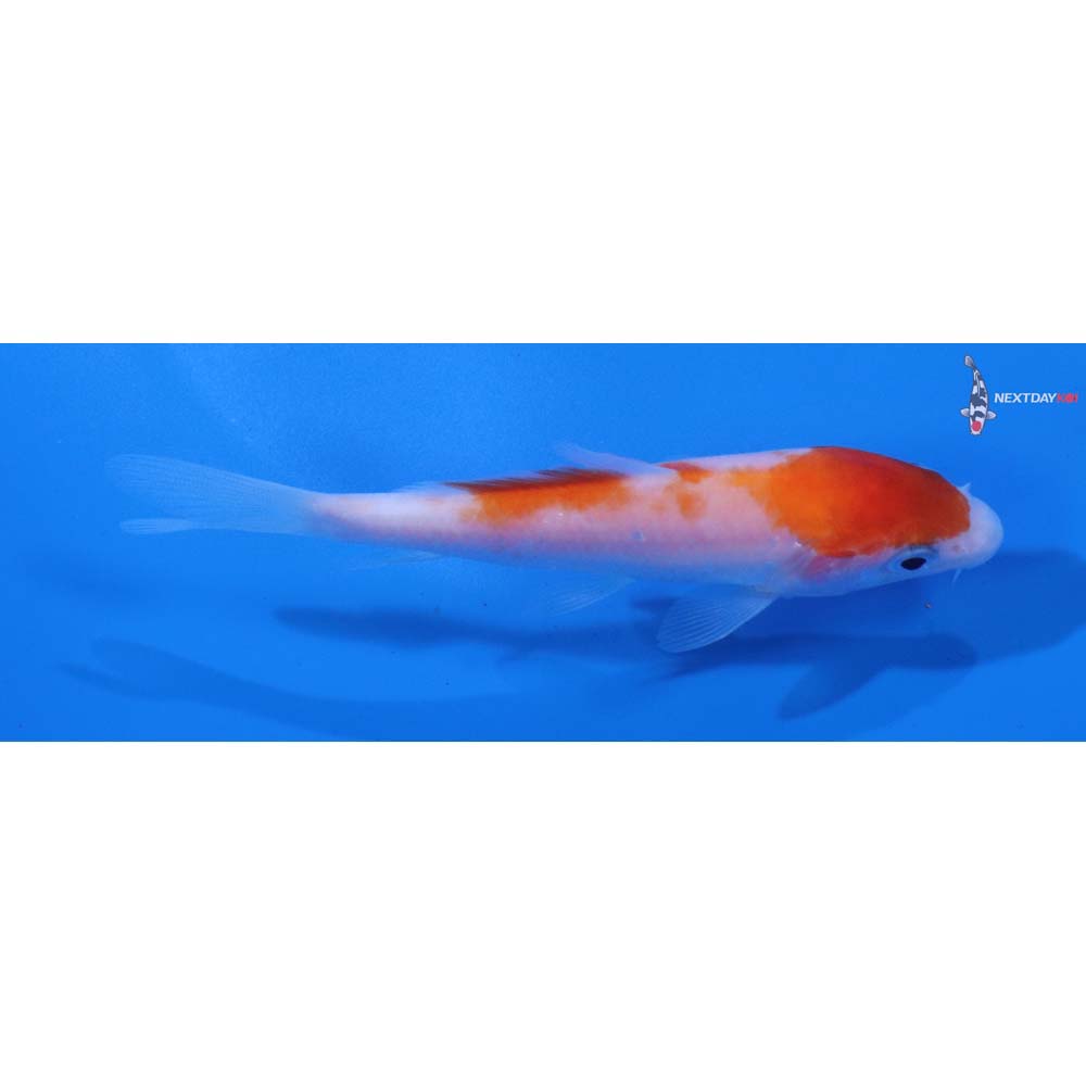4” Imported Kohaku