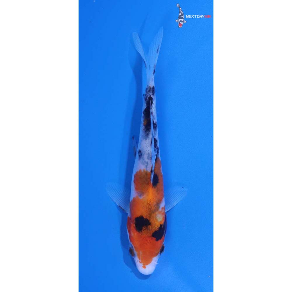 4” Imported Sanke