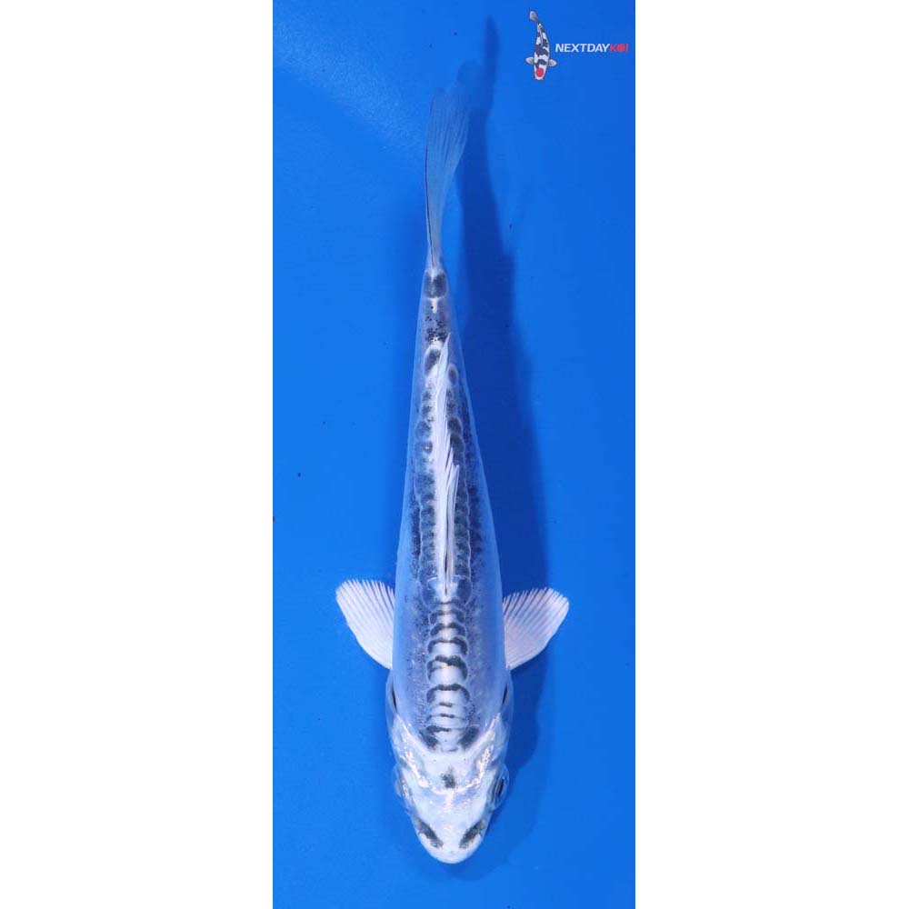 4.5” Imported Kikokuryu