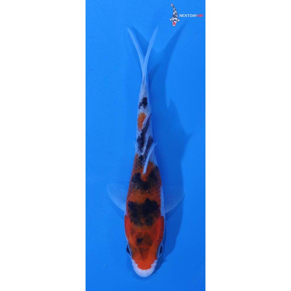 3.5” Imported Sanke