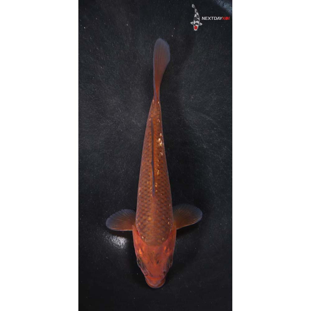 6” Imported Chagoi