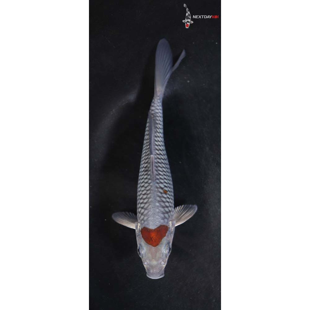 5.5” Imported Ochiba Shigure