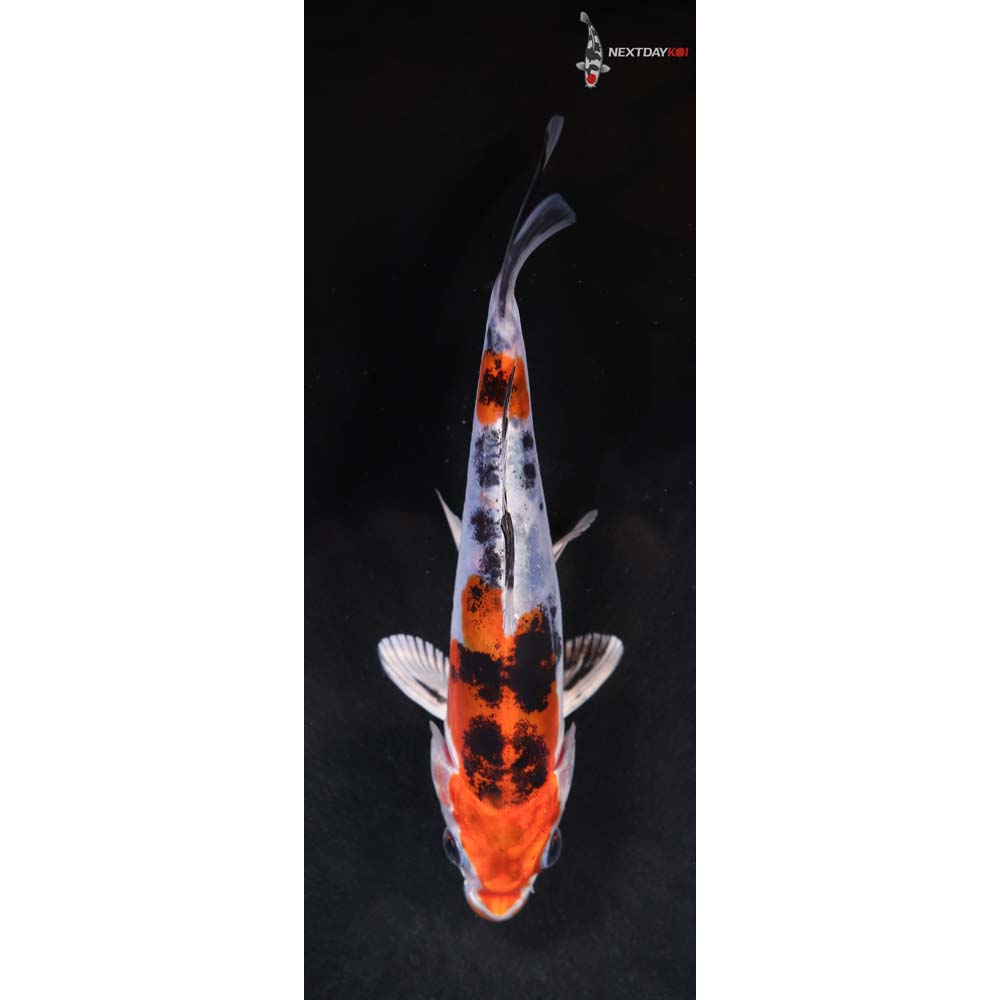 5.5” Imported Heisei Nishiki