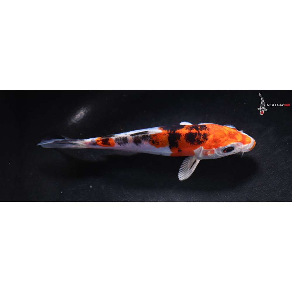 5.5” Imported Heisei Nishiki