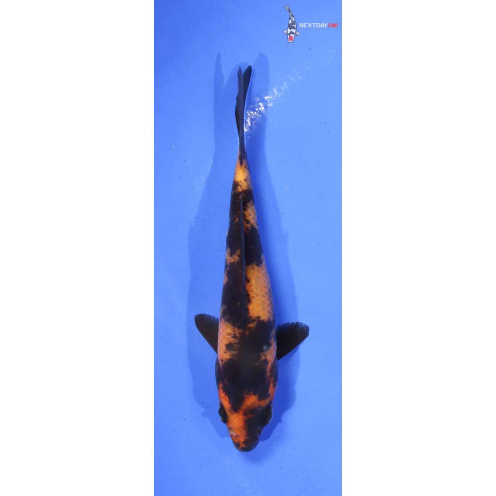 4.5” Imported Hi Utsuri