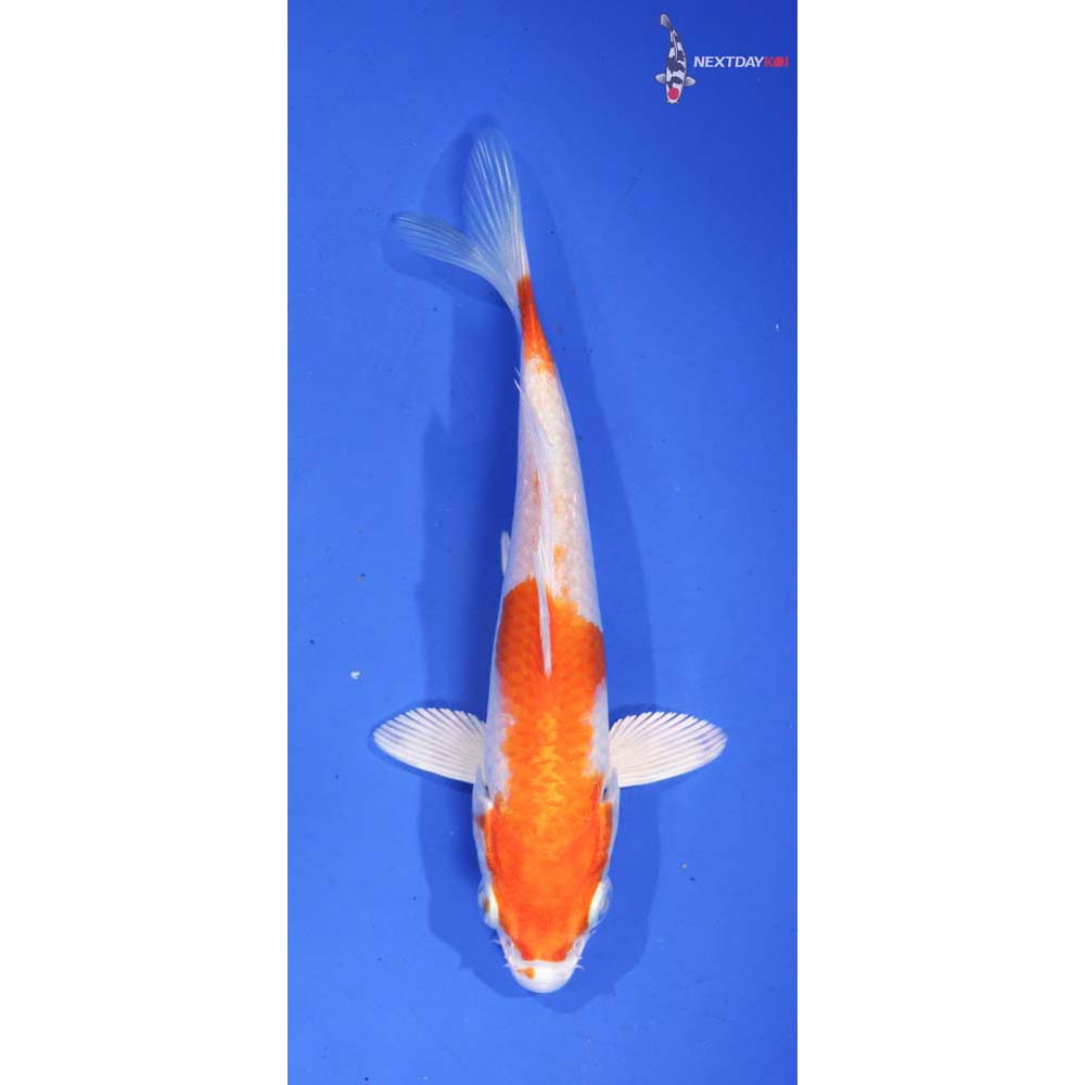 5” Imported Hariwake