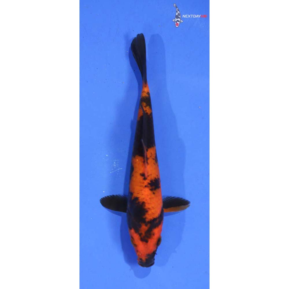 5” Imported Hi Utsuri