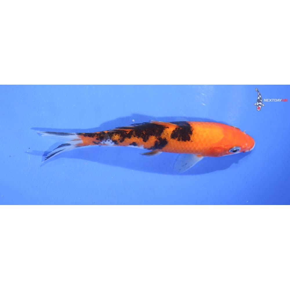 5” Imported Sanke