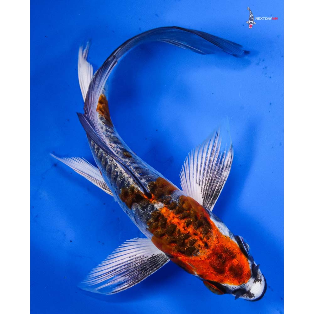 5” Imported Doitsu Gin Rin Kujaku Butterfly Koi