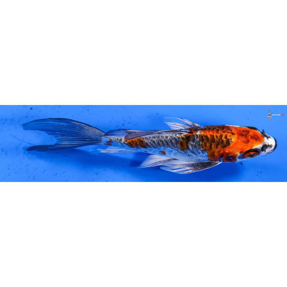 5” Imported Doitsu Gin Rin Kujaku Butterfly Koi
