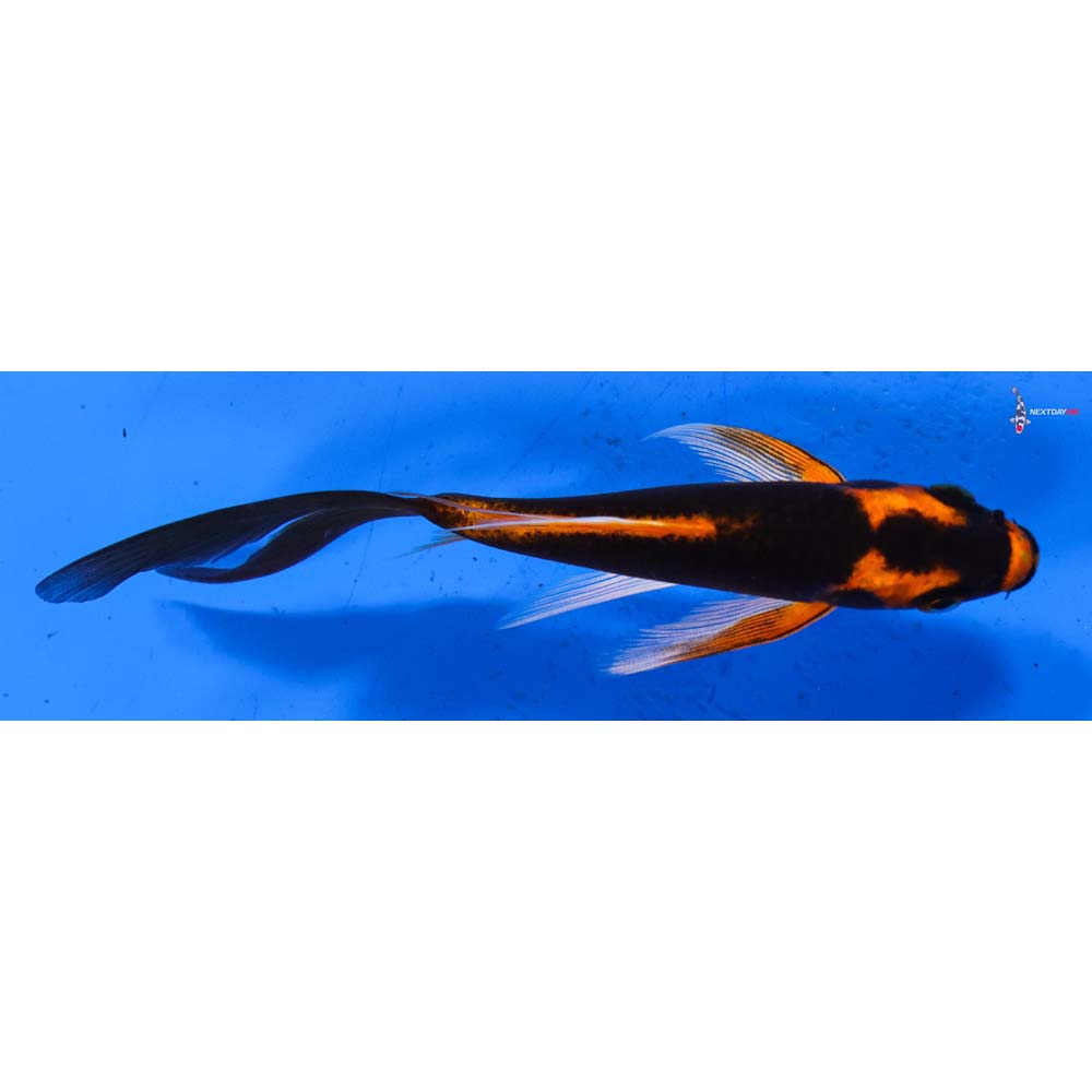 5” Imported Orenji Matsuba Butterfly Koi