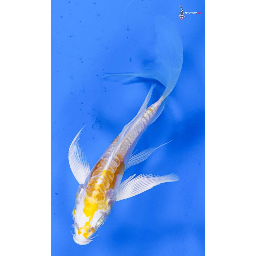 5” Imported Doitsu Lemon Hariwake Butterfly Koi