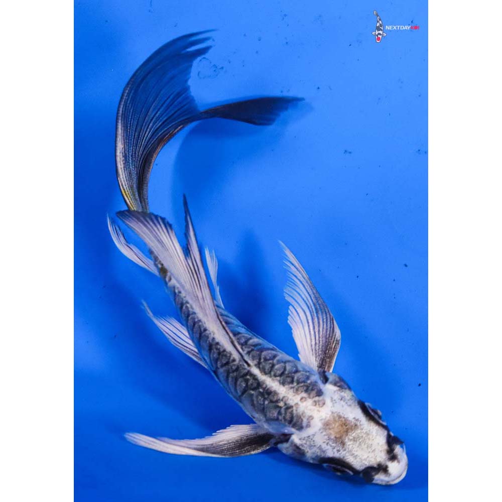 5” Imported Armor Scaled Gin Matsuba Butterfly Koi