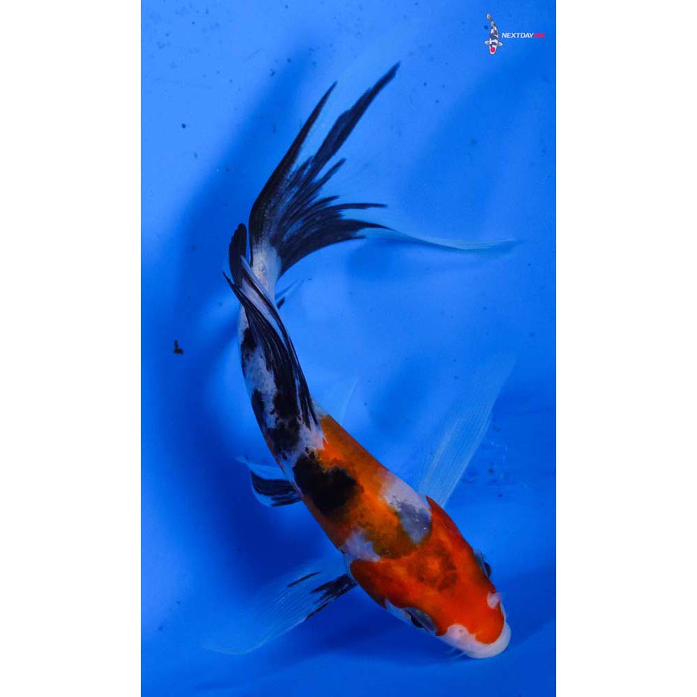 5” Imported Sanke Butterfly Koi